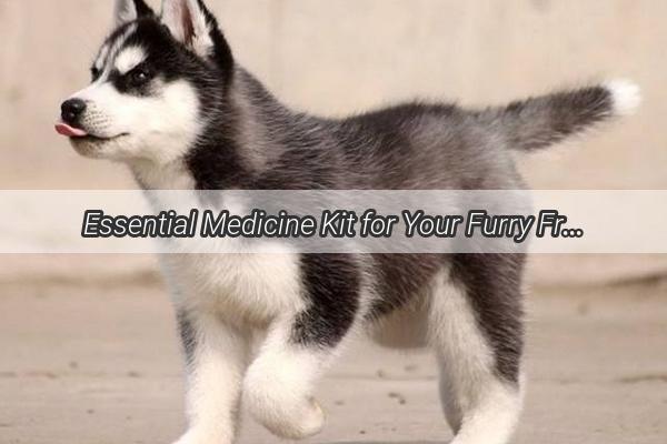 Essential Medicine Kit for Your Furry Friend The Ultimate Guide to Canine Basic Care